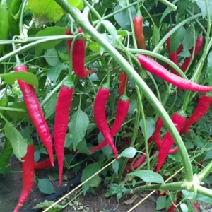 Bio-Chilisamen: Aji Colorado