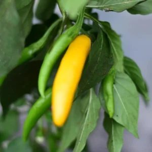 Bio Chili Samen ‚Elephants Trunk Yellow‘ | Milde, aromatische Sorte aus Indien