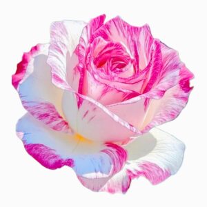 50 Samen für wunderschöne weiß-Rosa-Lila Rosen