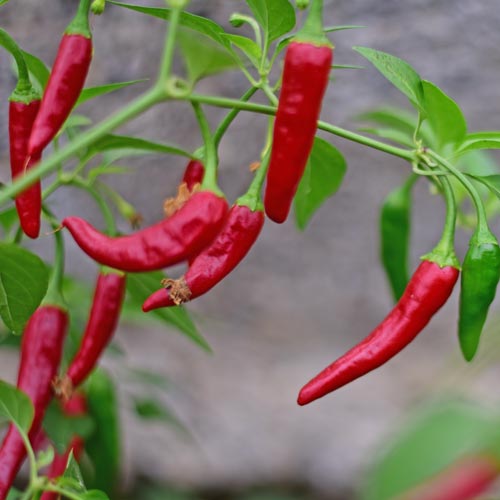 Bio Chili Samen 'Apache' | Die perfekte Chili für Topf & Fensterbank