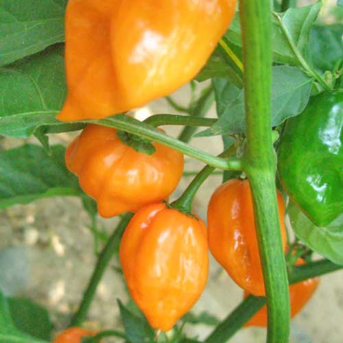 Bio Chili Samen ‚Scotch Bonnet Orange‘ | Der fruchtige Star der Karibik