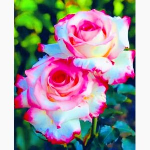 50 Samen für wunderschöne weiß-Rosa-Lila Rosen