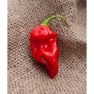 25 Chilisamen 'Red Datil' | Legendäre Heirloom-Chili aus Florida