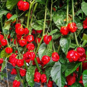 25 Chilisamen 'Trinidad Moruga Scorpion' | Eine der schärfsten Chilis der Welt