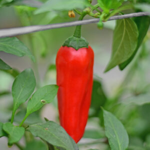Bio Chili Samen 'Shakira' | Die schnelle & robuste Freiland-Chili