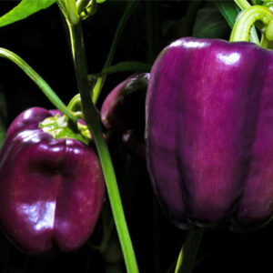 Bio Paprika Samen 'Viola' | Die außergewöhnliche violette Blockpaprika