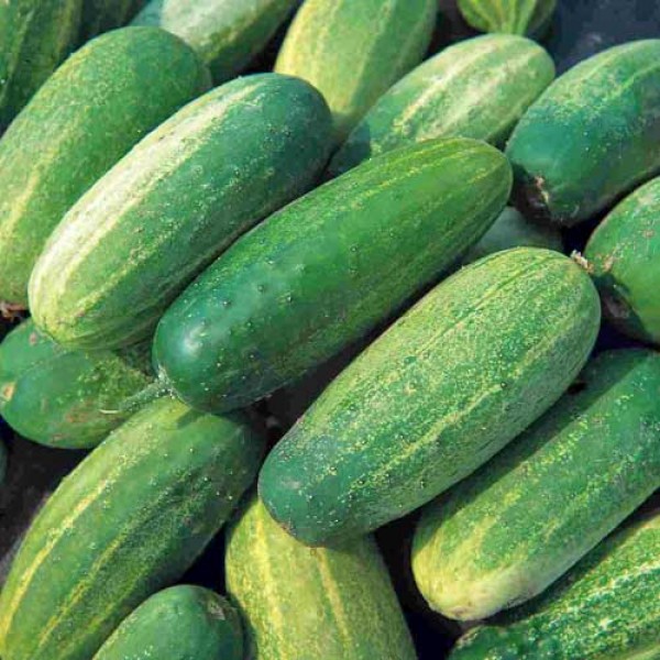 10 Einlegegurken Samen 'National Gherkin' | Für knackige Essiggurken