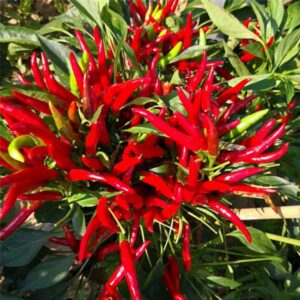 25 x Chili-Pflanze Feuerwerk (Capsicum annuum)