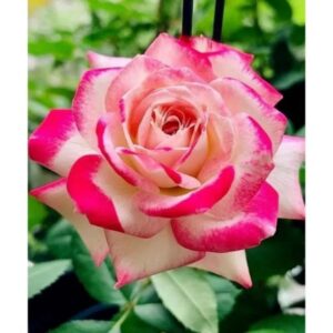 100 Samen für wunderschöne weiß-Rosa-Lila Rosen