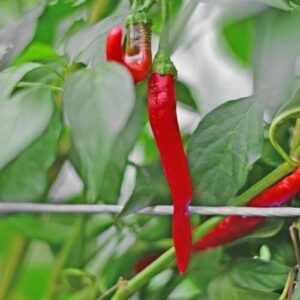 Bio Chili Samen 'Joe's Long Cayenne' | Die Rekord-Chili für Anfänger