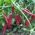 Bio-Chilisamen: Aji Colorado