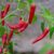 Bio Chili Samen ‚Apache‘ | Die perfekte Chili für Topf & Fensterbank