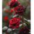 200 Rosen Samen seltene Samen für schwarze und rote Rosen