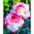 50 Samen für wunderschöne weiß-Rosa-Lila Rosen