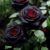 Probierset – seltene Samen für schwarze & rote Rosen