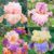 100 Heirloom Stauden-Iris-Samen – Seltene Vielfalt