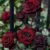 50 Rosen Samen  seltene Samen für schwarze und rote Rosen