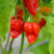 Bio Chilisamen ‚NuMex Suave Red‘ | Der milde Habanero