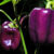 Bio Paprika Samen ‚Viola‘ | Die außergewöhnliche violette Blockpaprika