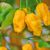 Chilisamen ‚Carolina Reaper Yellow‘ | Die blonde Bestie