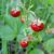 25 Walderdbeer Samen ‚Red Wonder‘ | Das Aroma-Wunder aus Kindertagen