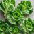 50 x Feldsalat Samen ‚Großblättriger Winter‘ | Vitamin-Power für die kalte Jahreszeit