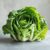 50 x Kopfsalat Analena Samen