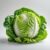 50 x Eisbergsalat Samen ‚Iceberg‘ | Der knackige & hitzetolerante Sommer-Salat