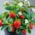 25 Walderdbeer Samen ‚Alexandria‘ | Aromatische Gourmet-Erdbeere