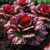 50 x Radicchio Samen ‚Rossa di Verona‘ | Italienischer Winter-Chicorée