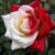 50 Samen für rot-weiße „Love in Rose Bush“ Rosen