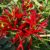25 x Chili-Pflanze Feuerwerk (Capsicum annuum)