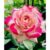 100 Samen für wunderschöne weiß-Rosa-Lila Rosen