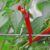 Bio Chili Samen ‚Joe’s Long Cayenne‘ | Die Rekord-Chili für Anfänger